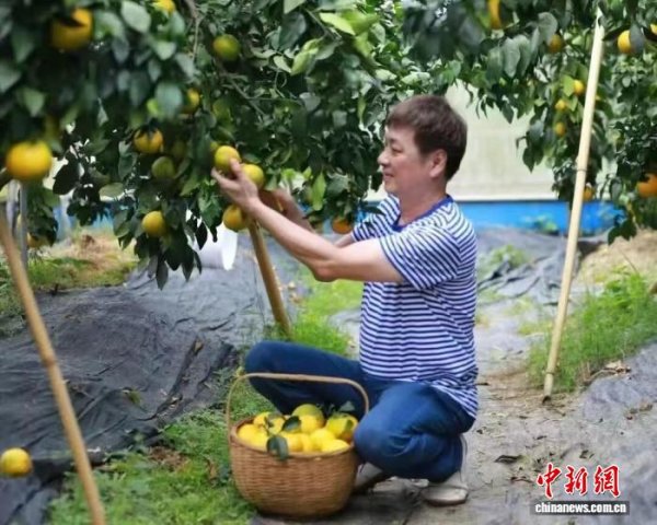 红领金服 （乡村行·看振兴）广州从化：“红美人”柑橘喜迎丰收 铺就村民“致富路”